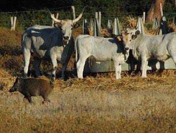 Maremma