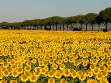 Maremma
