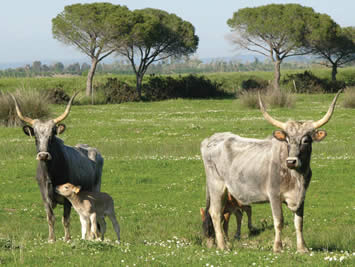 Maremma